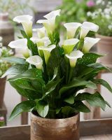 Капитан Вентура калла