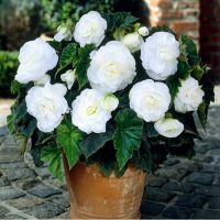 Бегония Махровая белая