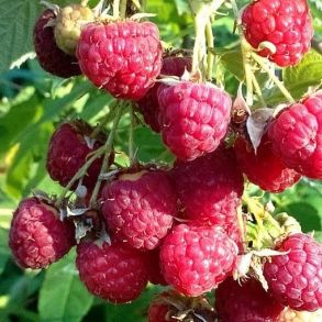 Малина Гусар