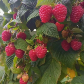 Малина Аврора ремонтантная