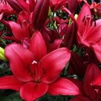 Атакана (ЛА) лилия