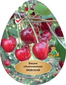 Вишня Любская (подвой семенной, вишня Магалебская), 1 шт (Поиск)