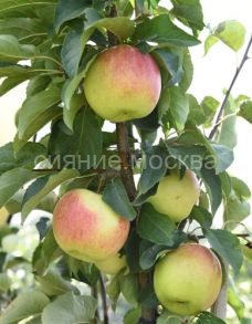 Яблоня Скала (подвой клоновый, 54-118, полукарликовый), 1 шт., Поиск