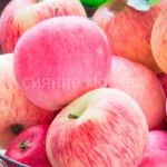 yablonya-Naliv-rozovyj-podvoj-semennoj-1-sht-Poisk