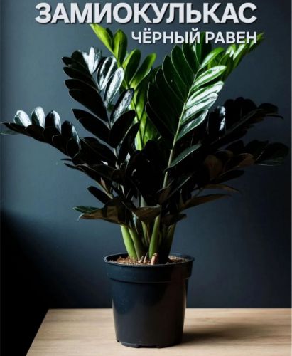 Замиокулькас черный Равен
