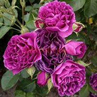 Минерва (Minerva)