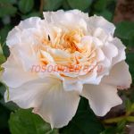 Мисс Файн (Miss Fine)