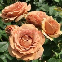 Мокароза (Mokarosa)