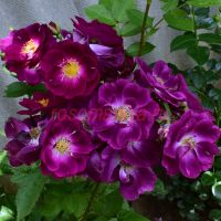 Найт Оул (Night Owl)