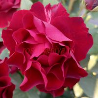 Омаж а Барбара (Hommage a Barbara)