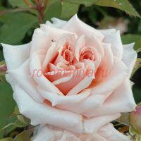 Поль Бокюз (Paul Bocuse)