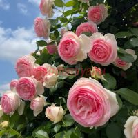 Пьер де Ронсар (Pierre de Ronsard)