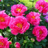 Паула Фэй пион