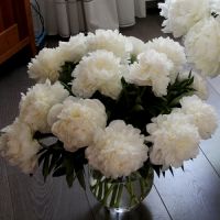 Мадам Клод Тейн пион