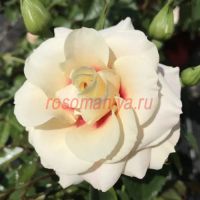 Ризинг Сан (Rising Sun)