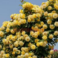 Римоза (Rimosa)