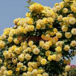 Римоза (Rimosa)