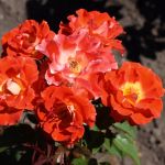 Рок-н-Ролл (Rock 'N' Roll)