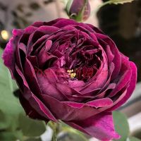 Роял Палас (Royal Palace)