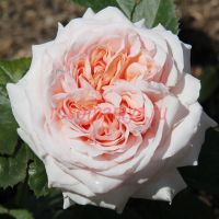 Стайл 800 (Stile '800)