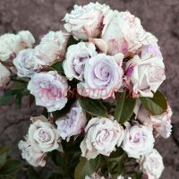 Стерлинг Сенсейшн (Sterling Sensation)