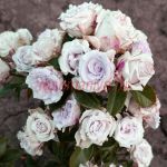 Стерлинг Сенсейшн (Sterling Sensation)