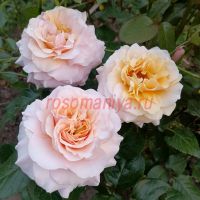 Сью Хипкин (Sue Hipkin)