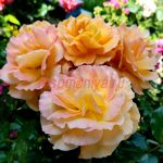 Танжерин Скайз(Tangerine Skies)