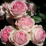 Фёст Леди (First Lady)