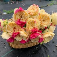 Фугетсу (Fugetsu)