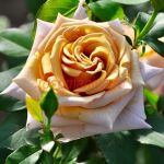 Хани Дижон (Honey Dijon)