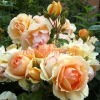 Хансэштадт Росток (Hansestadt Rostock)