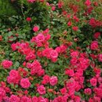 Хеллоу (Hello)