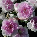 Шалимар (Shalimar)