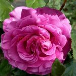 Шартрёз дэ Парм (Chartreuse de Parme)