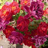 Шоколад Дроуп (Chocolate Drop)