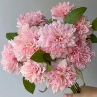 Шонэ Мейд (Schone Maid)