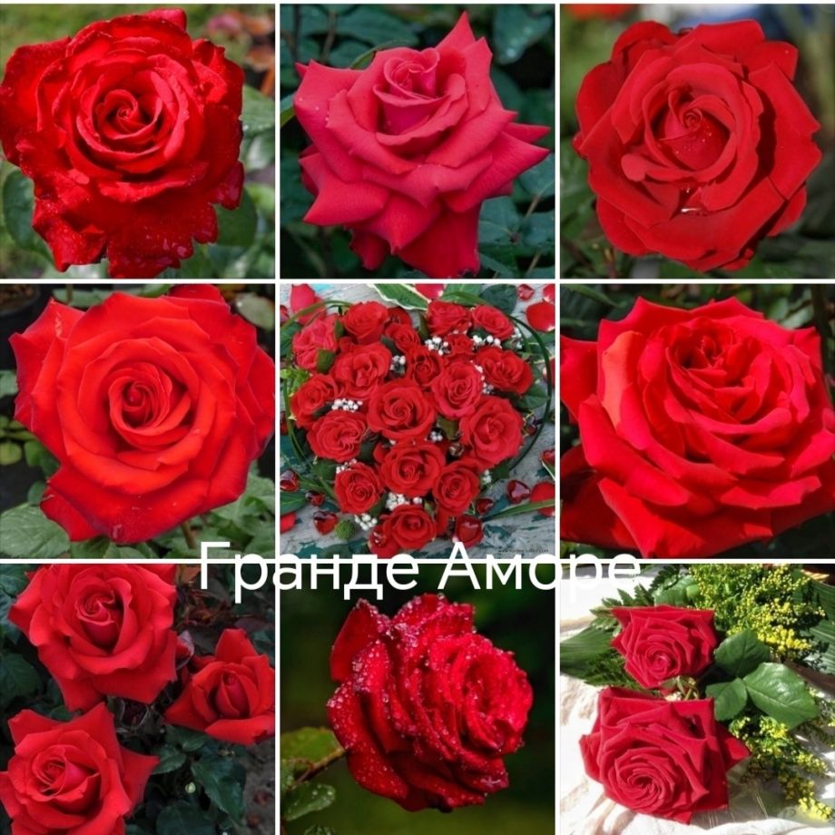 Гранд аморе