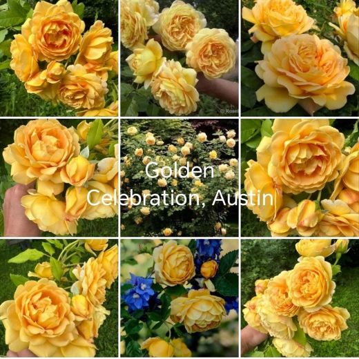 Голден Селебрейшен