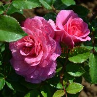 Шато Д'Азе-ле-Феррон (Chateau D 'Azay-le-Ferron)