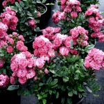 Бэлдуин (Balduin)