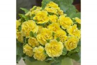 Батеркап Йллоу (беларина) примула