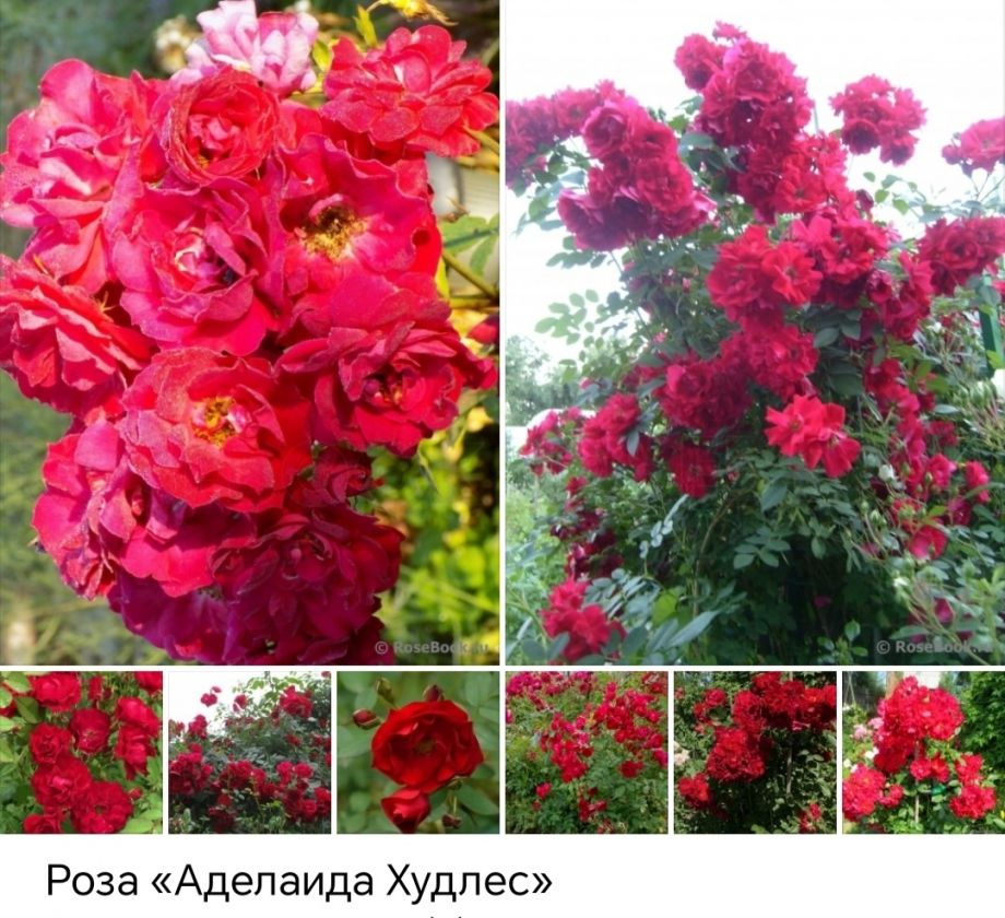 Аделаида худлес