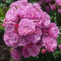 Аллевья (Allevia) 2 сорт