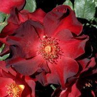 Анна Мэж (Anna Mege) 2 сорт