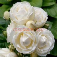 Артемис (Artemis) 2 сорт