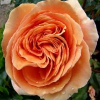 Ашрам (Ashram) 2 сорт