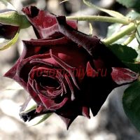 Блэк Куин (Black Queen) 2 сорт