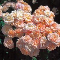 Бордюр Накрэ (Bordure Nacree) 2 сорт