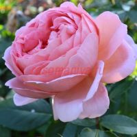 Бразе Кэдвайл (Brother Cadfael) 2 сорт